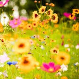 Meet your Posher, Anne